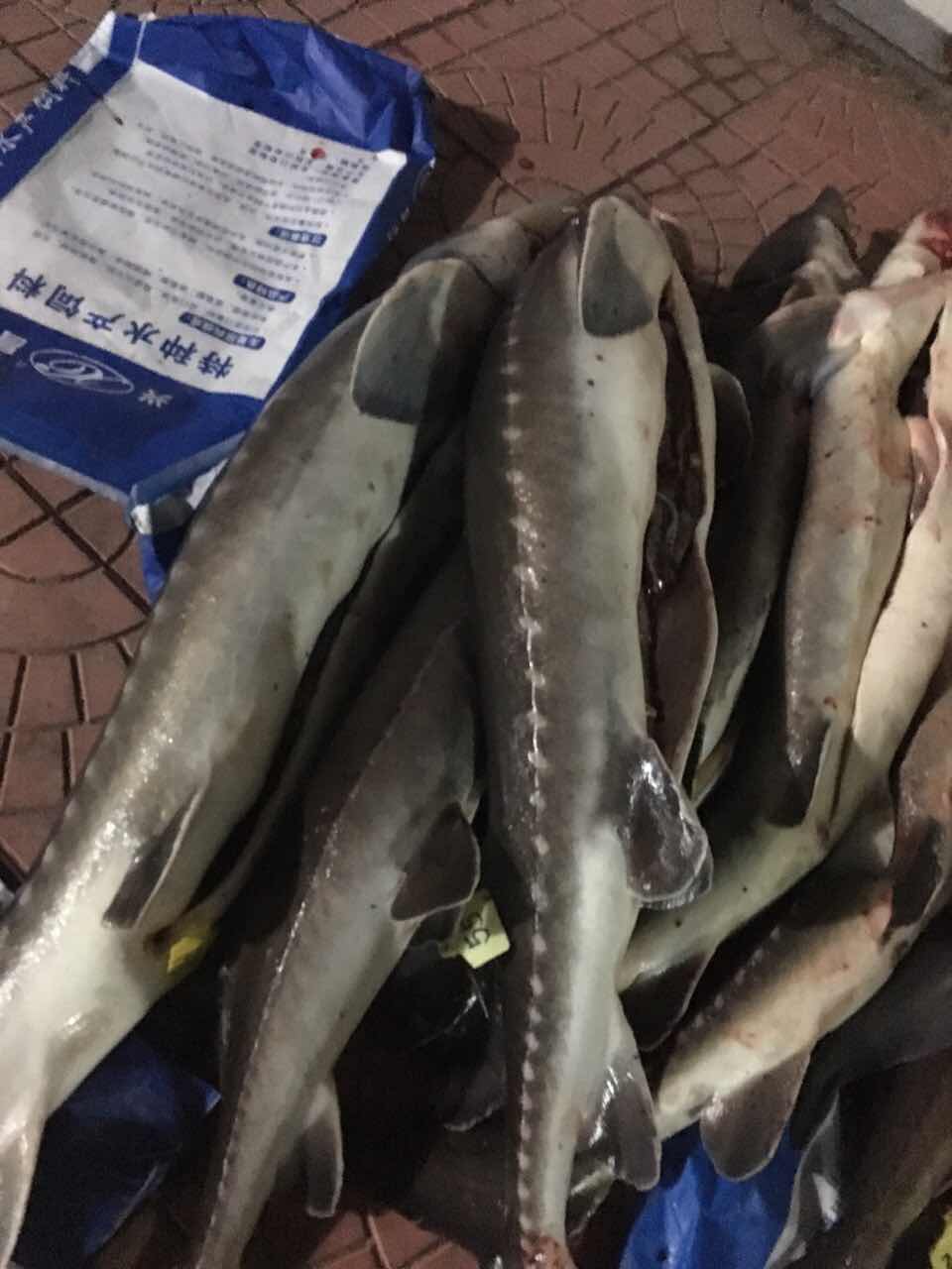 临朐县养殖销售鲟鱼   鲟鱼的营养价值