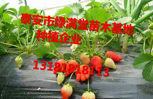 全国草莓苗批发基地-泰安绿满堂种植企业