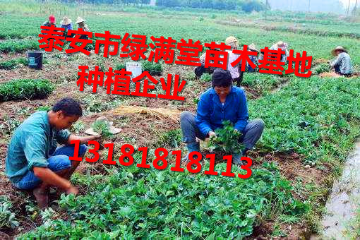 泰安市草莓苗大量供应厂家中国草莓苗网 草莓苗大量供应  草莓苗基地