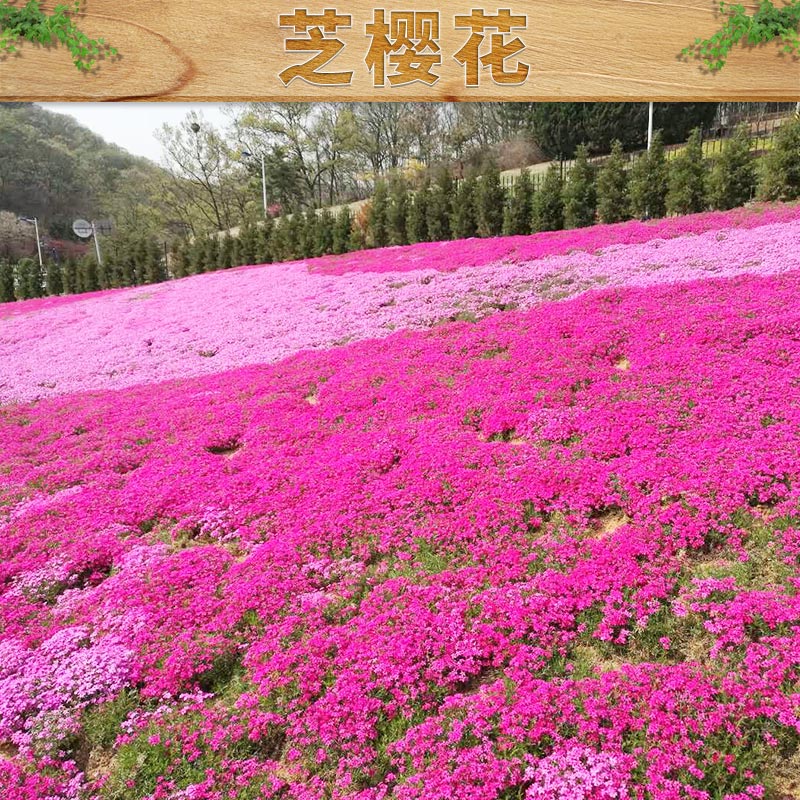 潍坊市山东芝樱花厂家