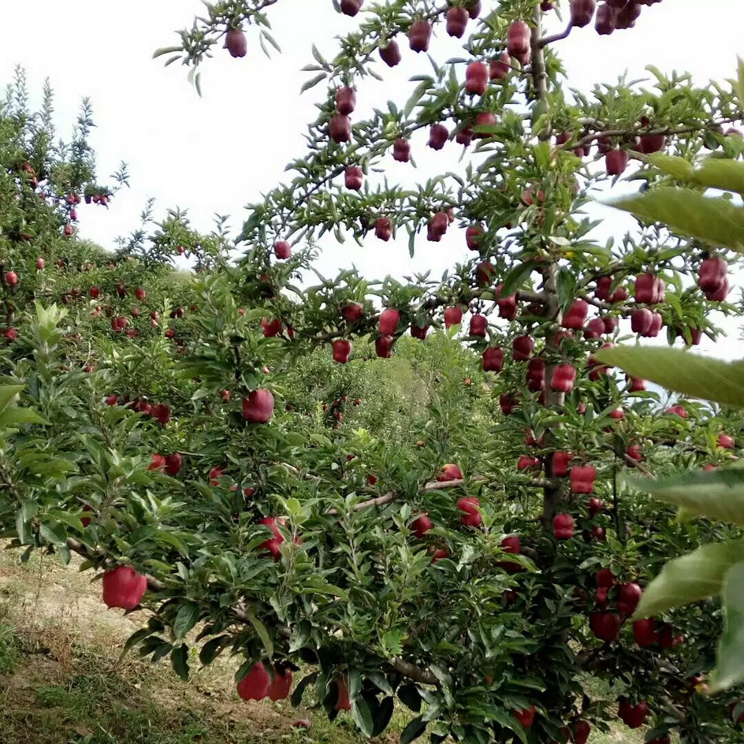 花牛苹果苗什么时间可以种 花牛苹花牛苹果苗什么时间可以种 花牛苹果树苗品种