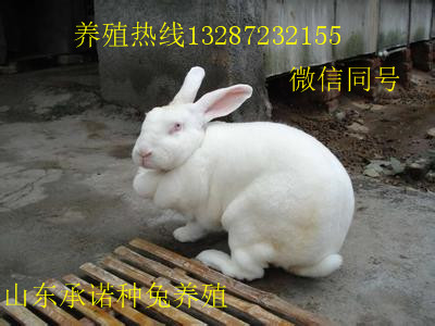 济宁市新西兰兔厂家新西兰兔种兔报价 比利时肉兔价格