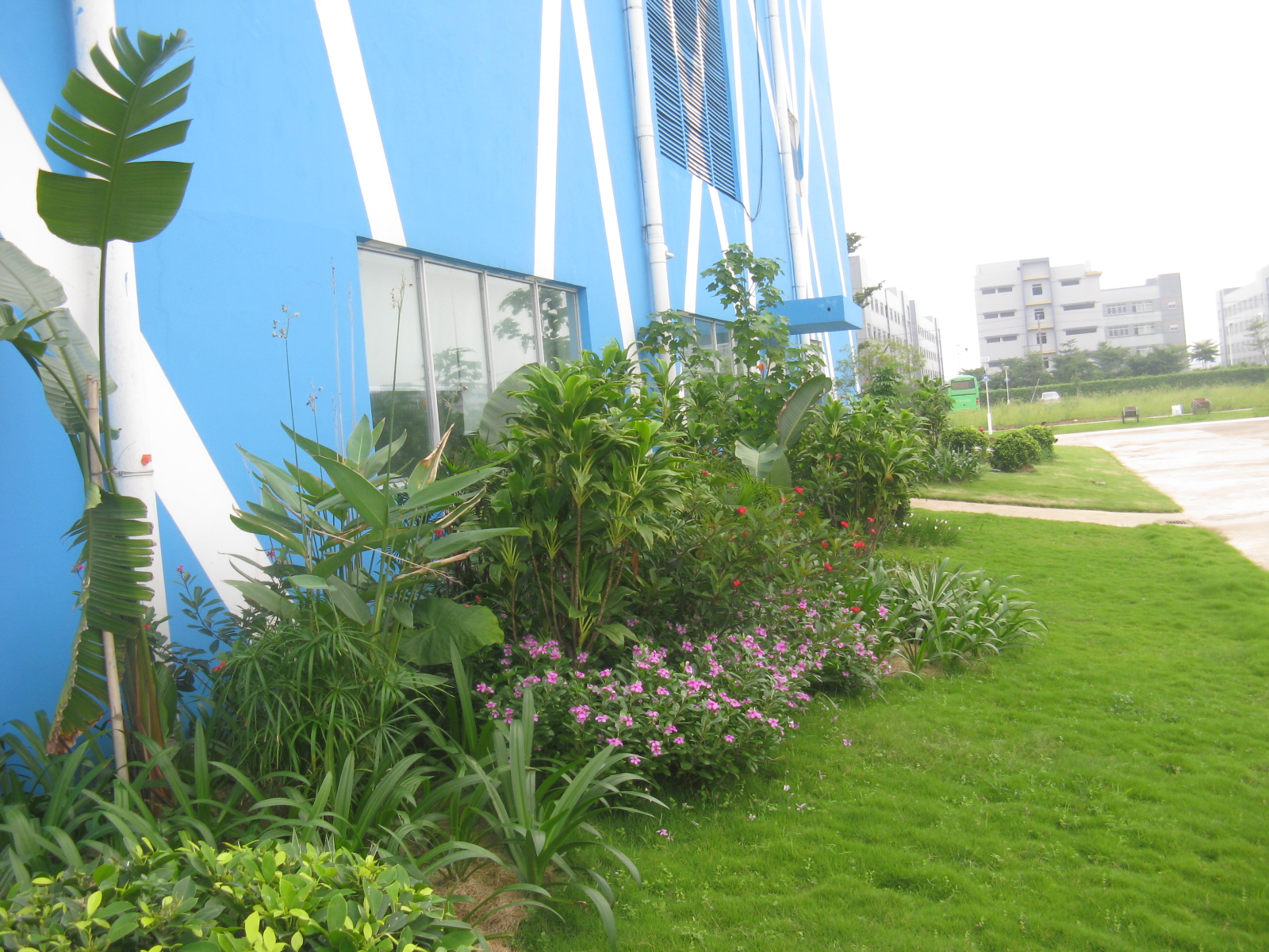 小区 公寓 酒店景观设计 绿化植物种植设计 草坪草的种植及养护 景观设计 植物种植 草坪养护