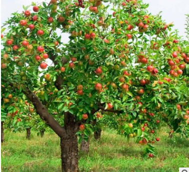 进口果树苗木 苹果树苗 嫁接苹果苗 当年结果苗新红星苹果树苗