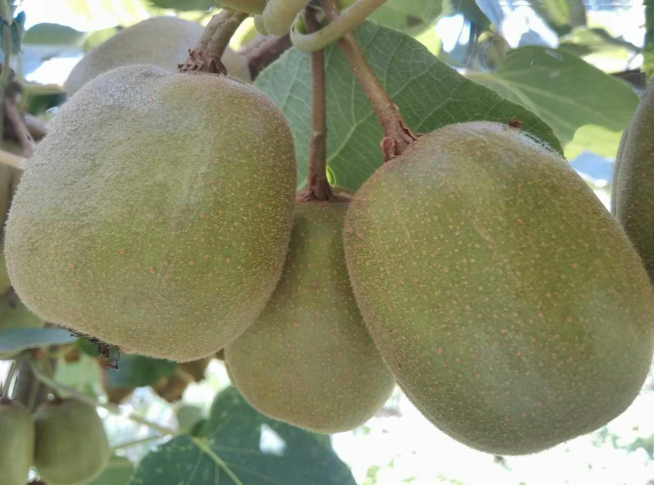 湖南厂家销售猕胡桃    猕猴桃的营养价值