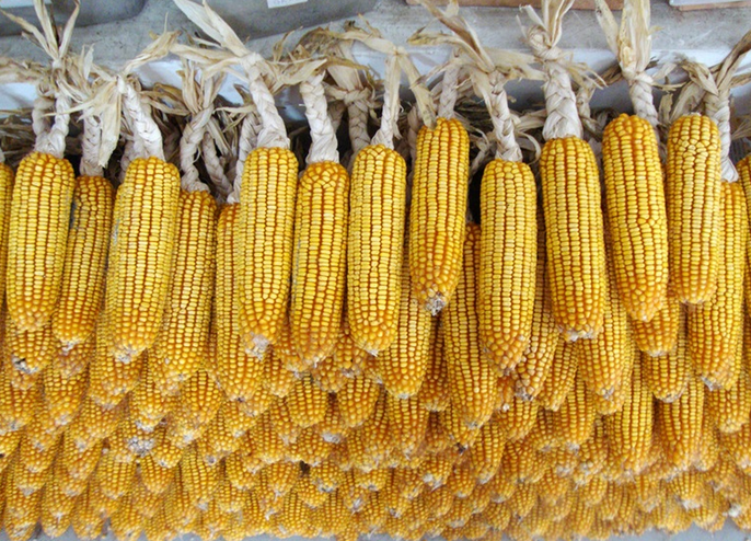 厂家种植销售玉米    玉米的营养价值
