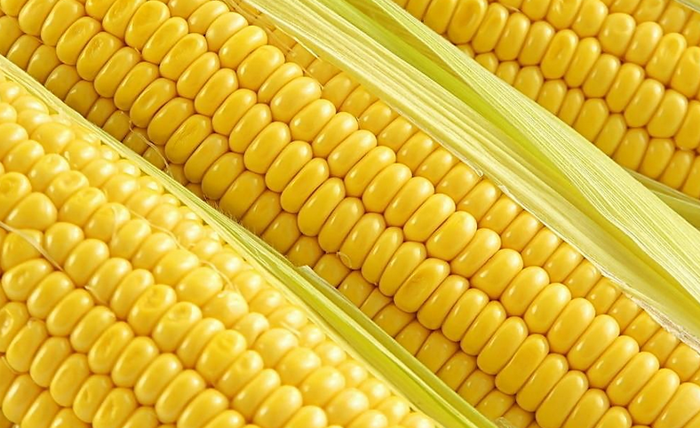 赤峰市玉米种植    玉米的营养价值