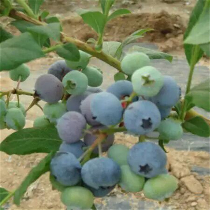 蓝莓树苗 优质蓝莓苗 南方果树苗 兔眼蓝莓带营养钵发货 成活