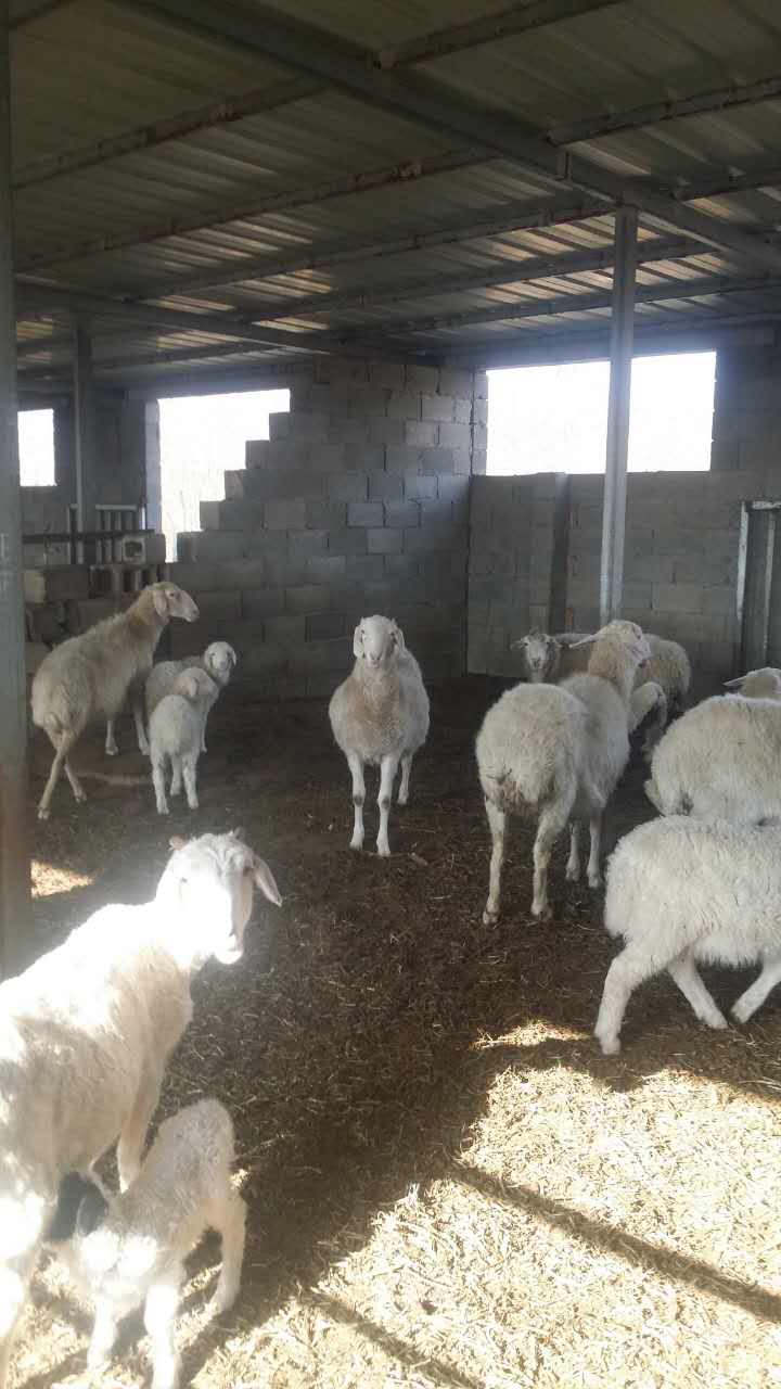 定州市绵羊养殖销售   羊肉的营养价值图片