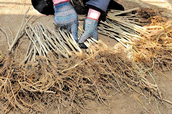 供应长果桑价格，海宁长果桑合作社，长果桑种植技术