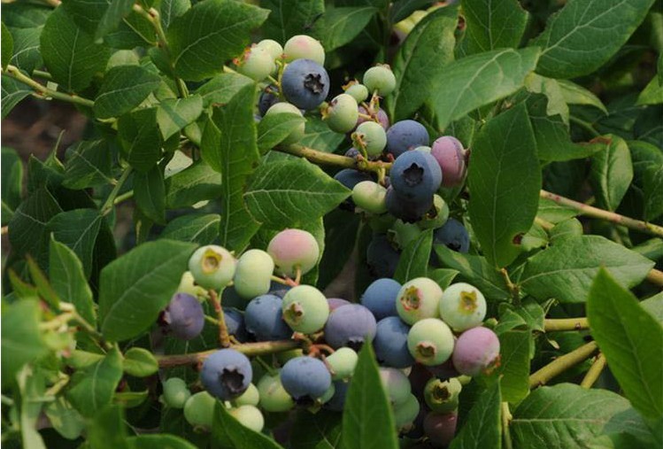 直销矮丛蓝莓苗 抗旱能力强兰丰蓝莓苗 嫁接蓝莓苗保证成活率图片