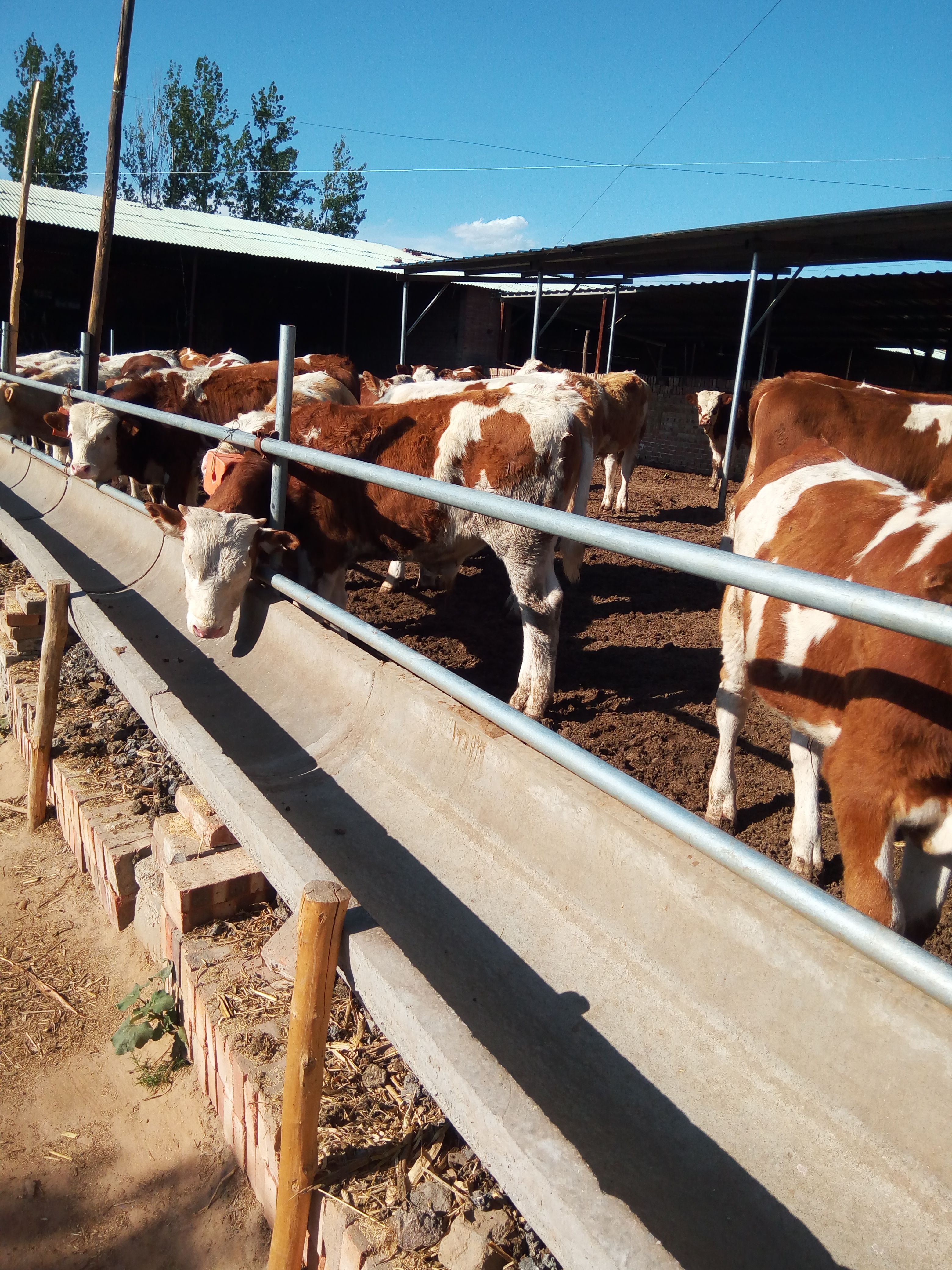 西门塔尔牛价格-犇驰肉牛养殖场-西门塔尔牛价格低-品种好图片