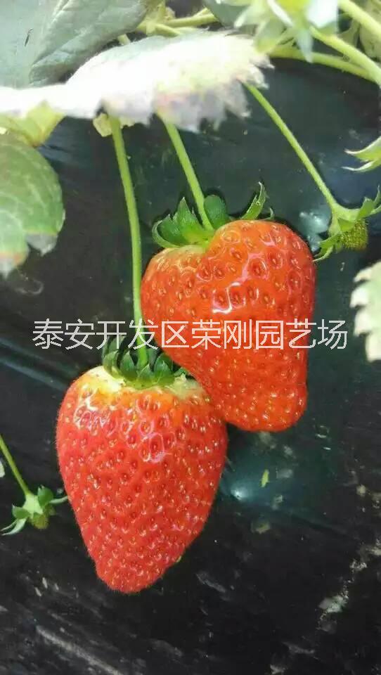 红颜草莓苗.图片