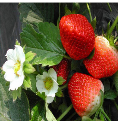 大量批发红颜草莓苗出售章姬草莓苗直销甜查理草莓苗质优草莓苗优质草莓苗图片