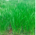 草坪 百慕大草卷 工程绿化苗 工程绿化竹 精品球 艺术造型 籽播苗 攀援植物 色块苗 水生植物
