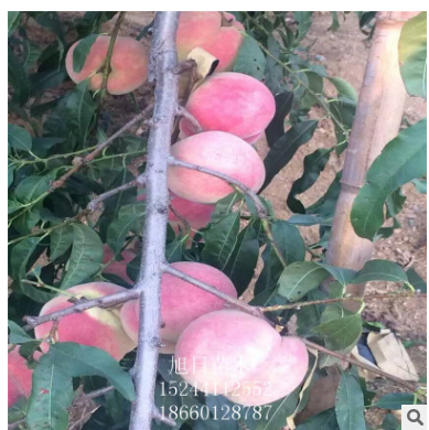 红桃苗大量批发红桃苗 桃树新品种 嫁接果树苗 品种保证可签订合同红桃苗