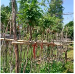 草坪 百慕大草卷 工程绿化苗 工程绿化竹 精品球 艺术造型 籽播苗 攀援植物
