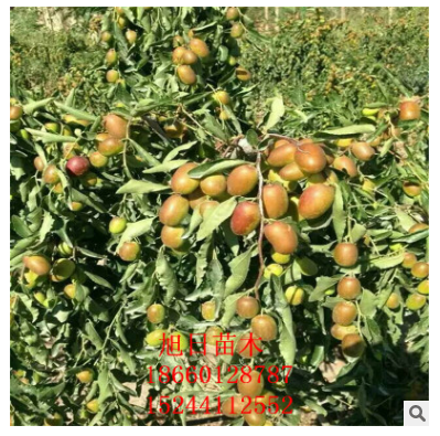 出售优质枣树苗低价批发枣树苗价格低成活率高枣树苗图片