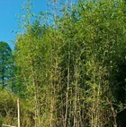 工程绿化竹草坪 百慕大草卷 工程绿化苗 工程绿化竹