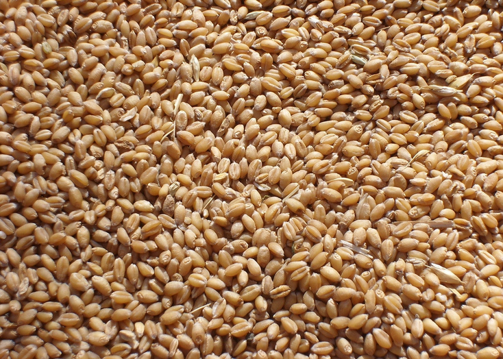 河北小麦种植   小麦批发销售