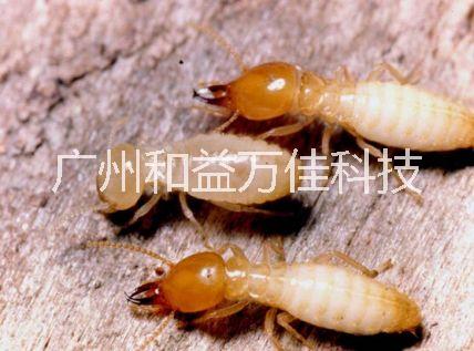 广州蚂蚁防治哪家好广州蚂蚁防治公司电话广州专业蚂蚁防治公司图片