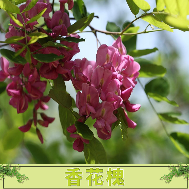 香花槐批发批发