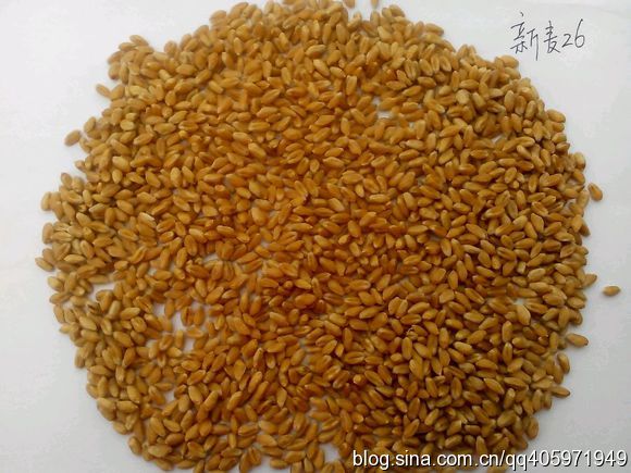 供应高产稳产抗病抗倒伏优质小麦品种郑麦369种子