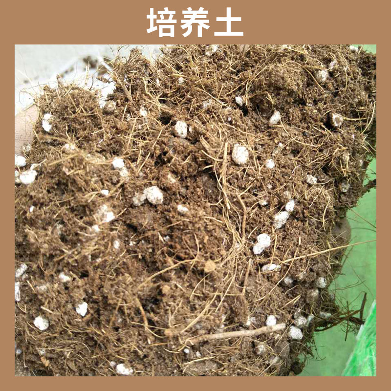 培养土 花卉植物 营养土 铺面土陶粒 硅藻土花卉营养土 盆栽土 欢迎来电订购