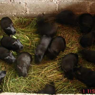 黑豚养殖市场价格批发