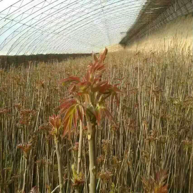 山东香椿苗种植栽培红油香椿价格便宜免费技术指导