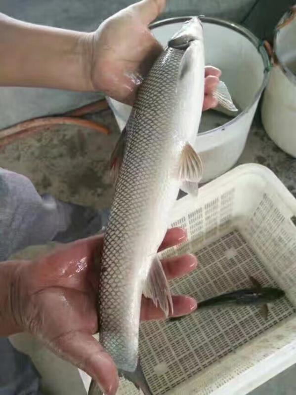 淡水石斑鱼