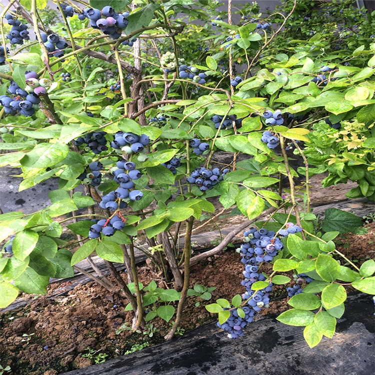 蓝莓苗 山东蓝莓苗批发基地 大棚种植蓝莓苗 蓝丰 奥尼尔 薄雾图片