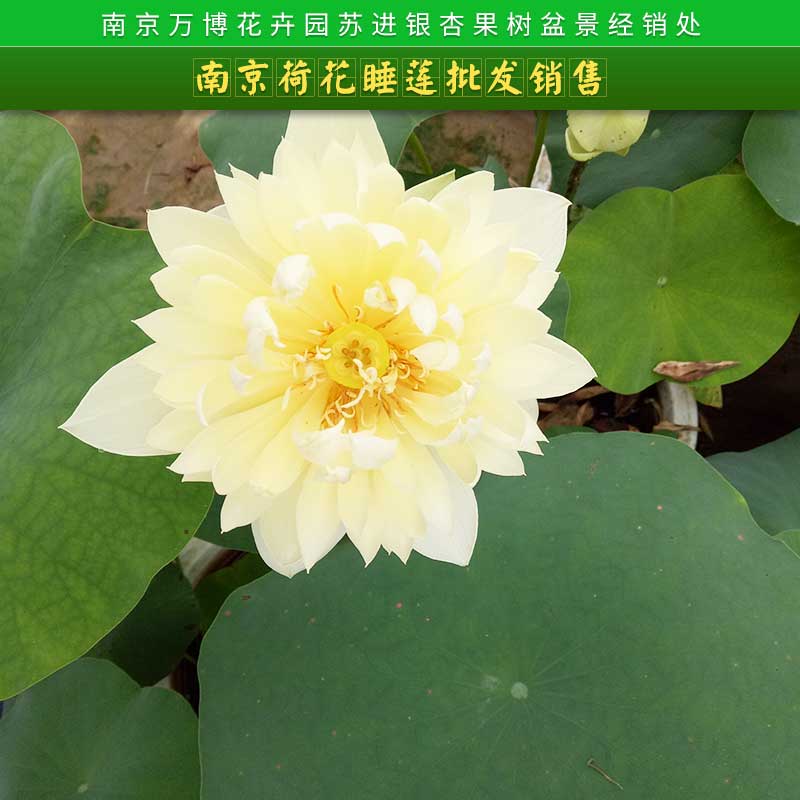 南京荷花睡莲批发销售 品种齐全、保证品种花色、水生植物批发、保证成活