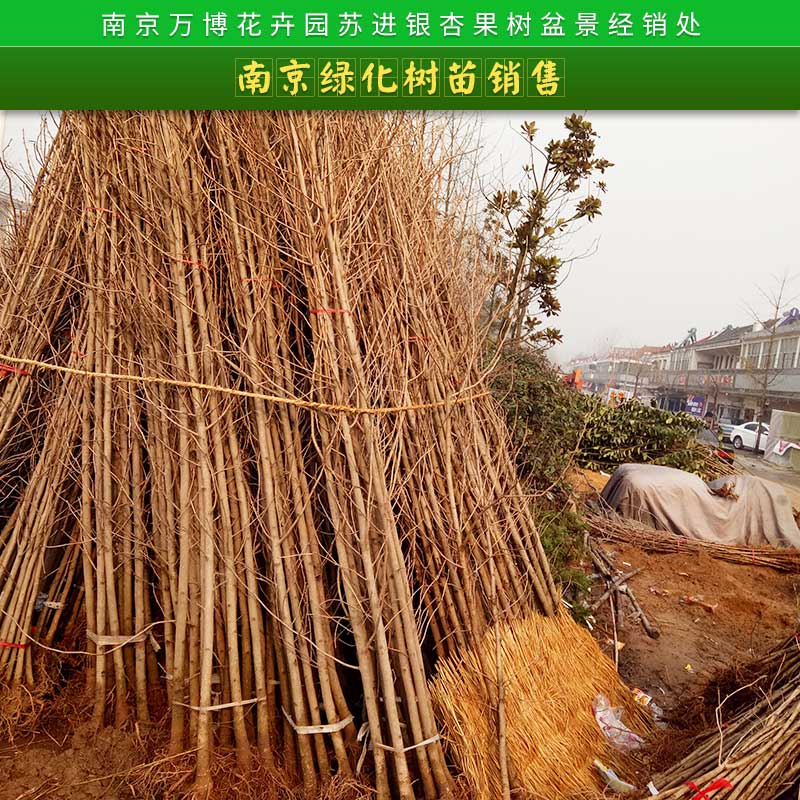 南京绿化树苗销售 最新绿化苗木红叶石楠 园林花木绿化苗木图片