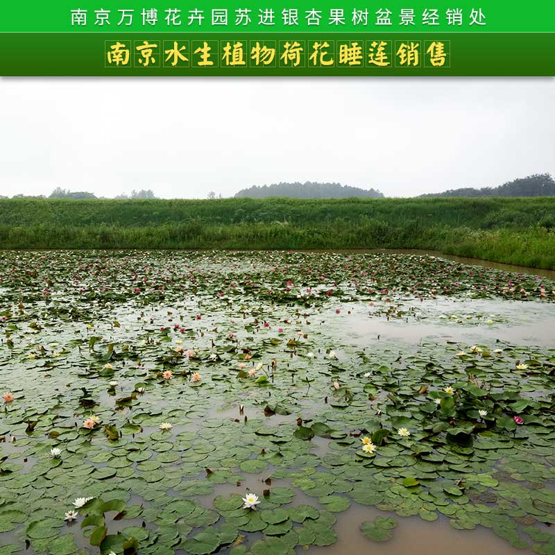 南京市南京水生植物荷花睡莲销售厂家