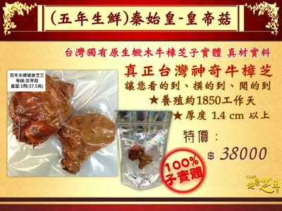 皇帝菇台湾野生牛樟芝皇帝菇5年生鲜37.5克 重症调理 2盒7.5折