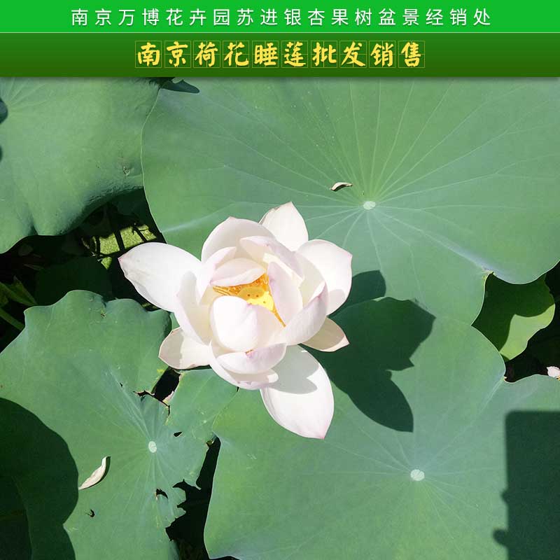 南京荷花睡莲批发销售南京荷花睡莲批发销售 品种齐全、保证品种花色、水生植物批发、保证成活