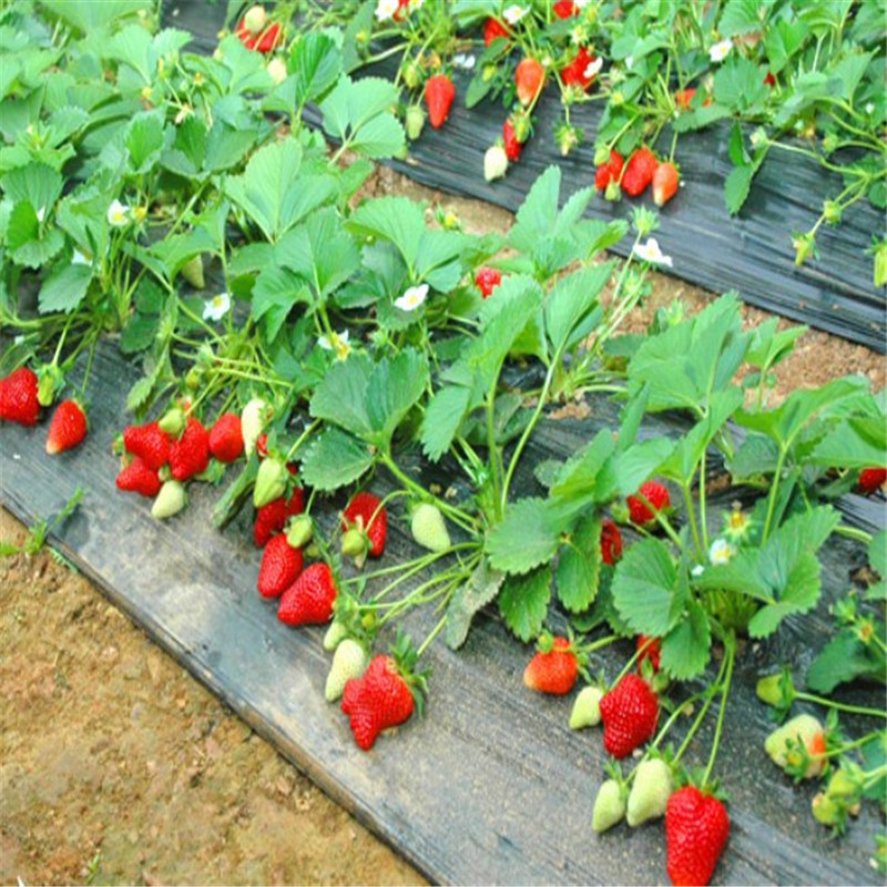 大棚草莓苗亩产多少 一亩地多少棵2017新苗热销中