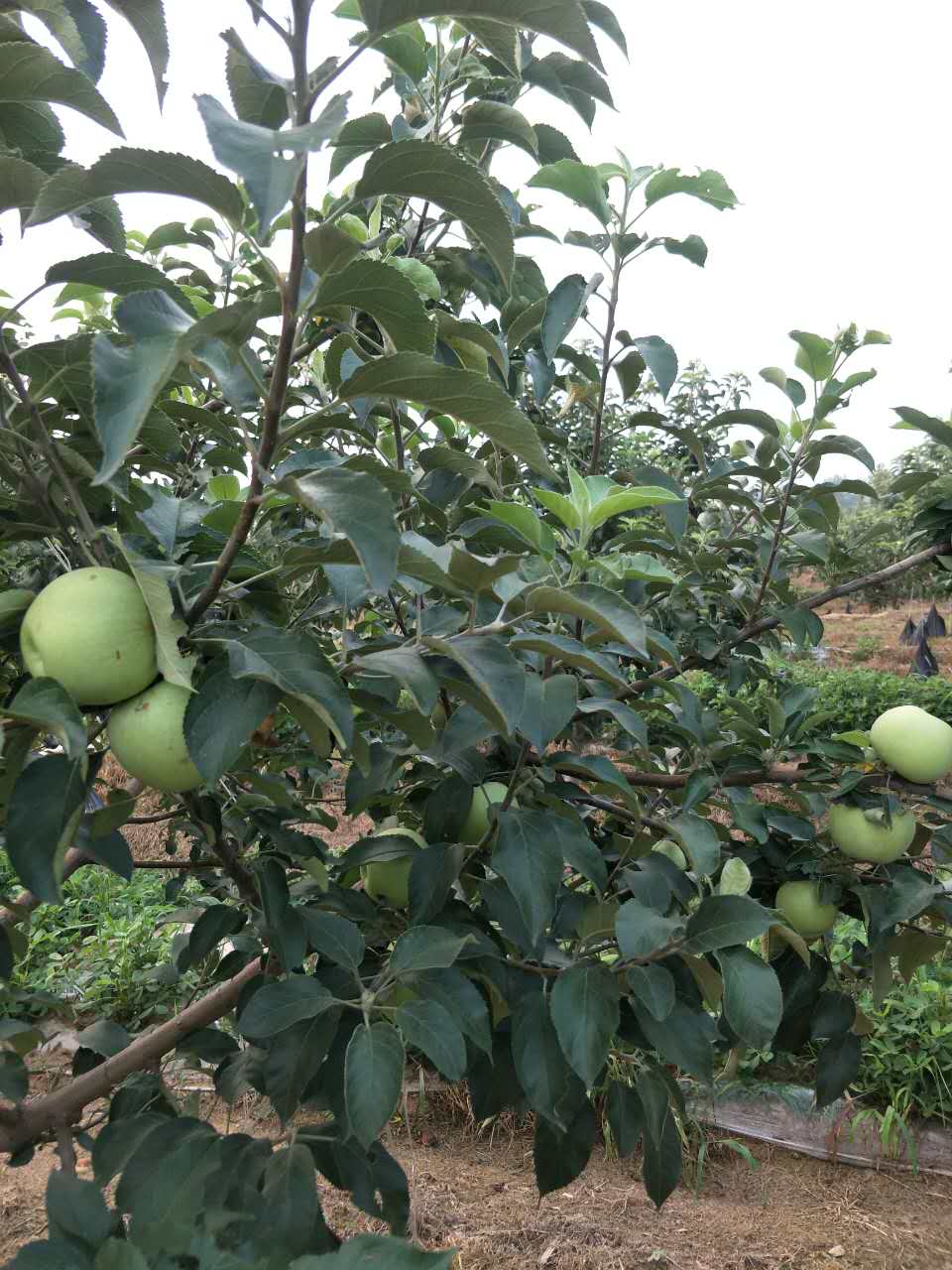 唐山厂家直销梨   梨树种植销售