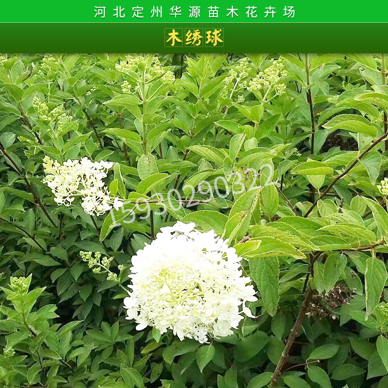 绿化落叶灌木木绣球苗庭院花卉苗木紫阳花/绣球荚蒾种苗批发图片