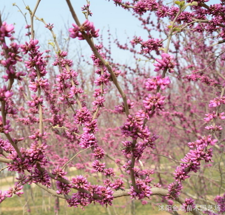 园林观赏紫荆树苗直销 品种规格全 独杆紫荆巨紫荆 工程绿化苗木