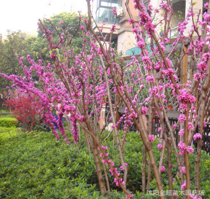 园林观赏紫荆树苗直销 品种规格全 独杆紫荆巨紫荆 工程绿化苗木
