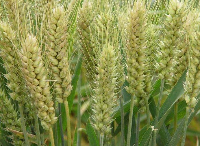 山东小麦销售，山东小麦种植