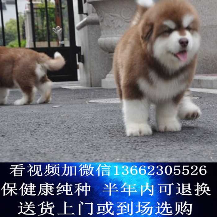广东宠物猫狗养殖场-广州犬舍-宠物狗-宠物猫