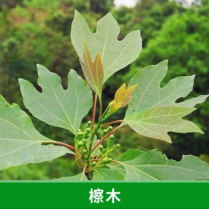 福建 檫木 种植苗圃 供应 檫木 檫树 桐梓树 黄揪树 品质保障