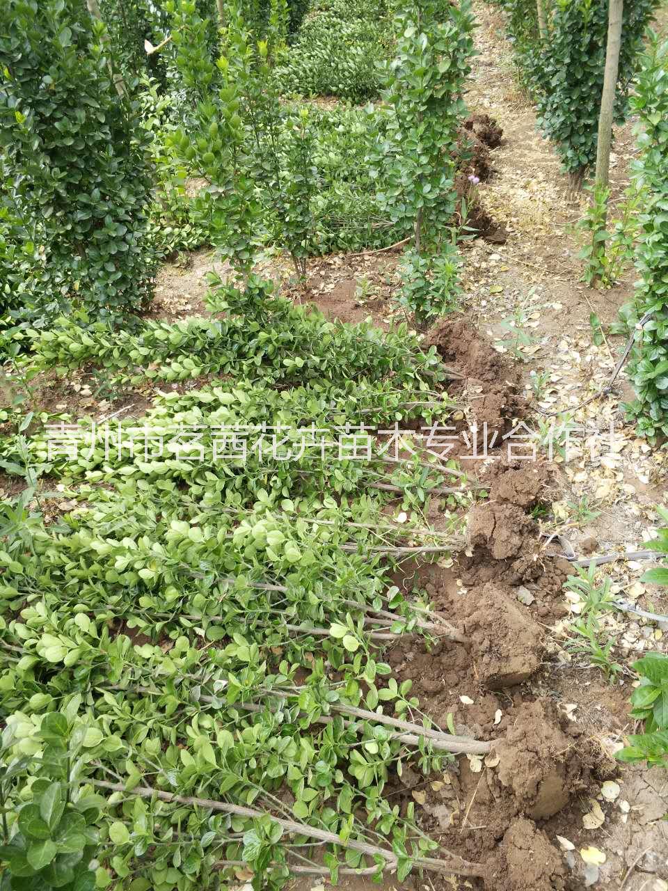山东道路绿化苗木种植基地地被灌木种植基地一手供应