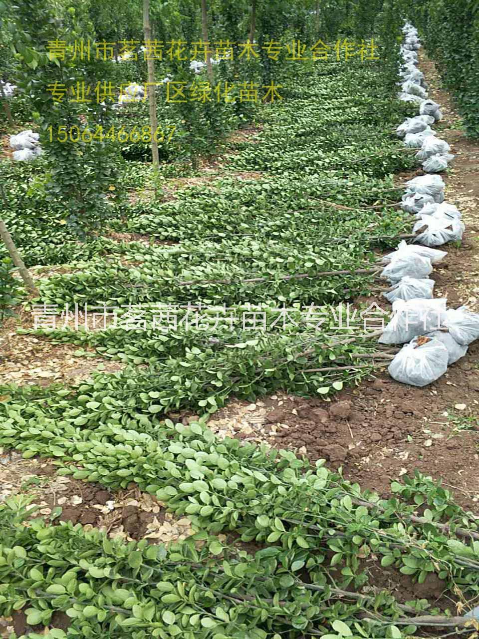 山东小区绿化常用绿化苗木地被灌木小苗基地一手供应