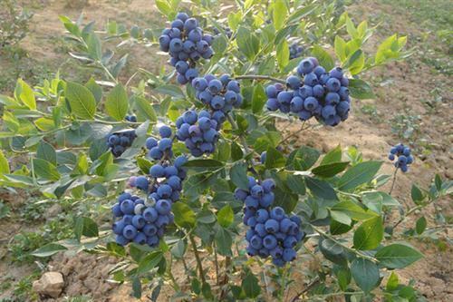 广东惠东 60-80公分高蓝莓苗 果大浆甜高产蓝莓销售