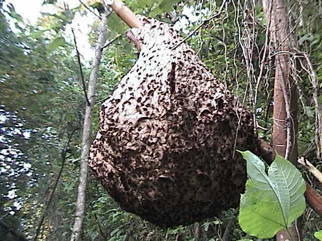家庭和公共场合遇到有蜂巢怎么办？常州灭蜂巢就找13775171751，牛经理。图片