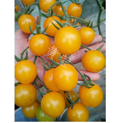 好厂家樱桃番茄种子//小番茄种子 适合大棚种植的番茄种子